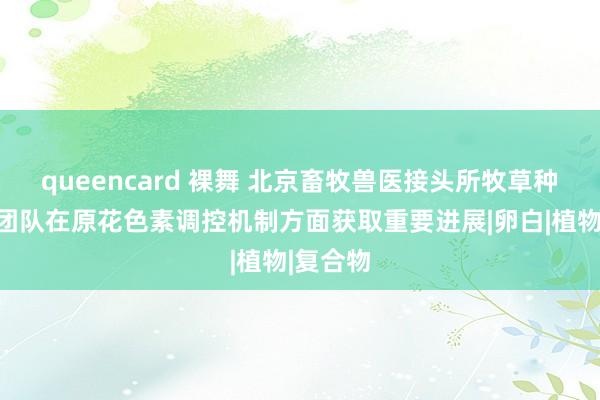 queencard 裸舞 北京畜牧兽医接头所牧草种质资源团队在原花色素调控机制方面获取重要进展|卵白|植物|复合物