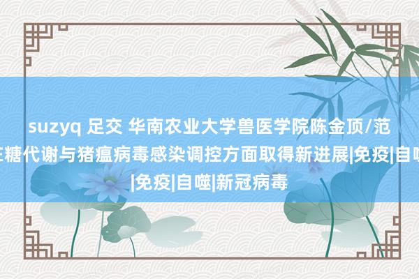 suzyq 足交 华南农业大学兽医学院陈金顶/范双旗团队在糖代谢与猪瘟病毒感染调控方面取得新进展|免疫|自噬|新冠病毒